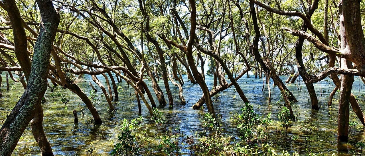 Ilustrasi hutan mangrove hijau di tepi pantai sebagai benteng alami abrasi